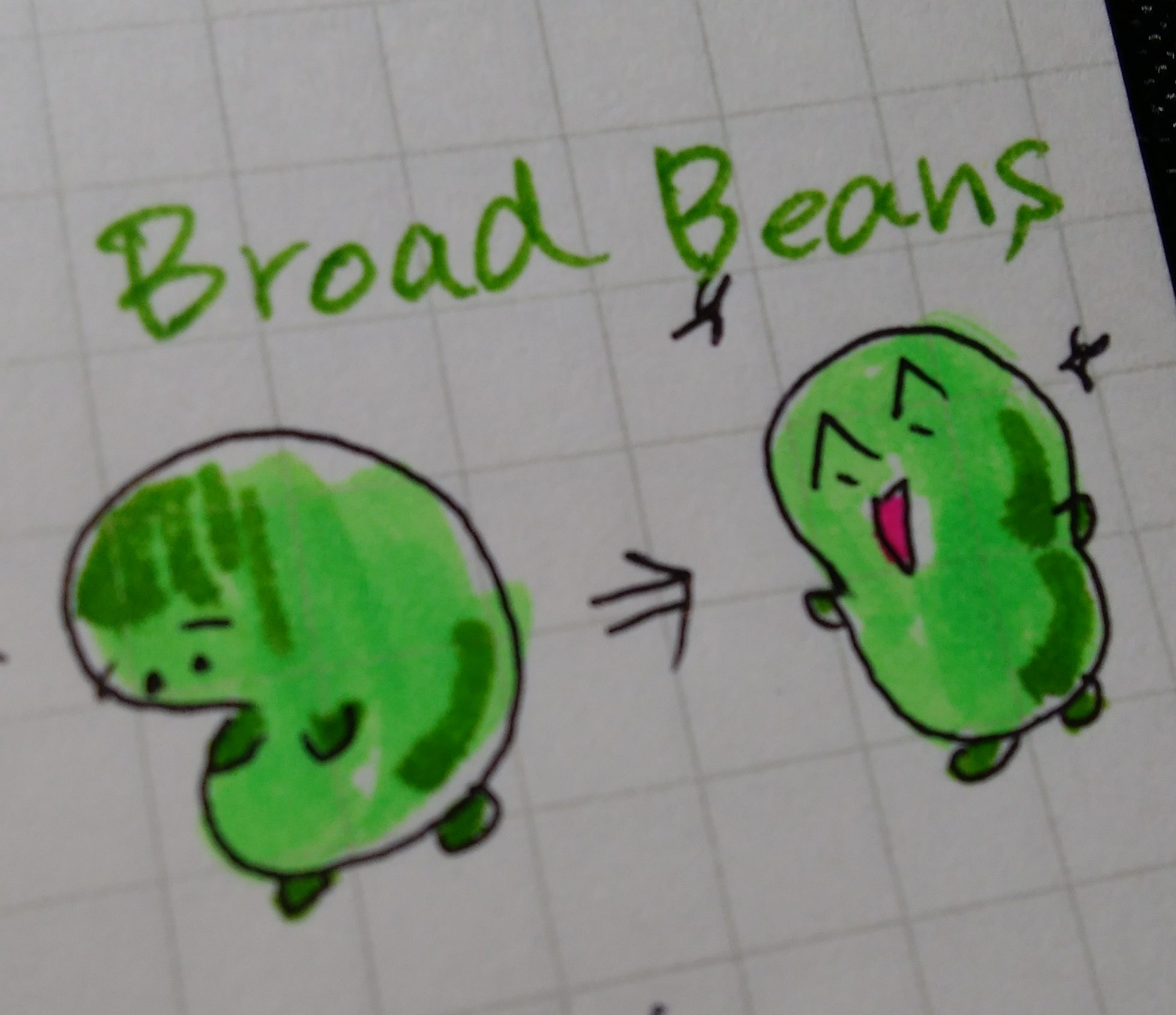 イラストで覚える英単語（１）そら豆＝broad beans
